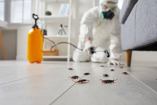 Post-Treatment Bed Bug Interceptor Monitoring in Andalusia